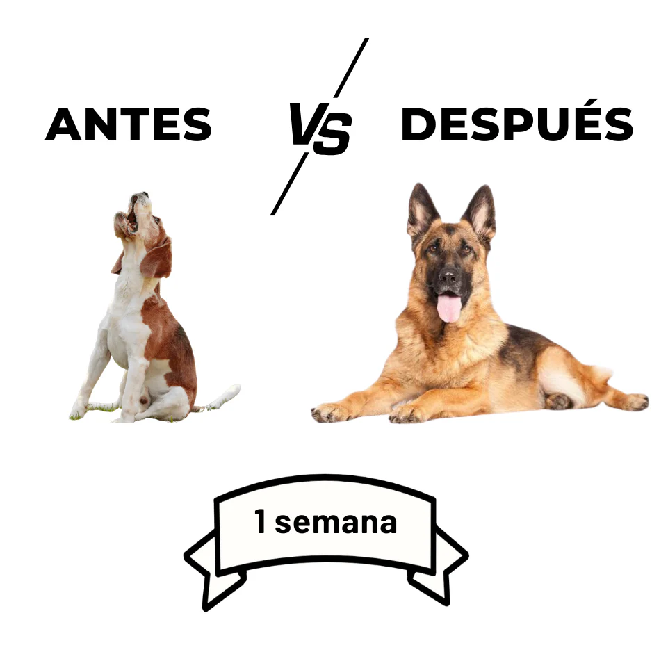 Adiestrador canino Ultra Pro GRATIS